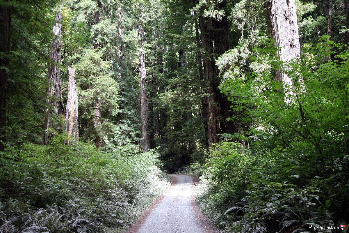 Car-Barrel Scenic Road