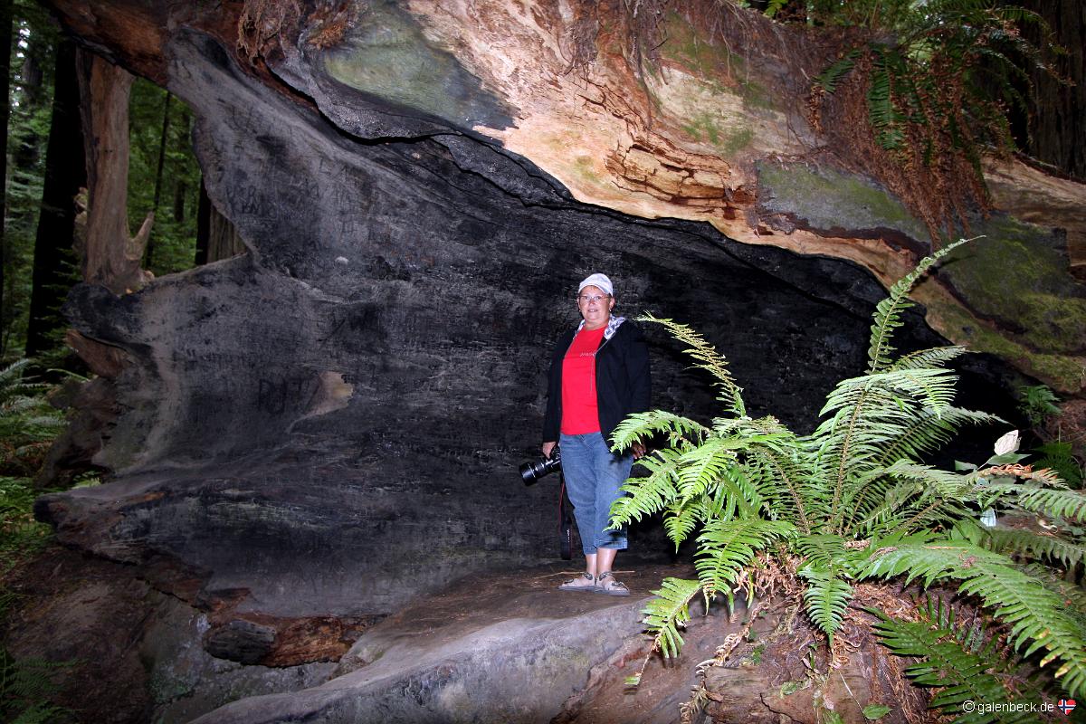 Humboldt Redwoods State Park