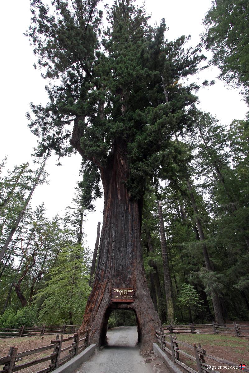 Chandelier Tree
