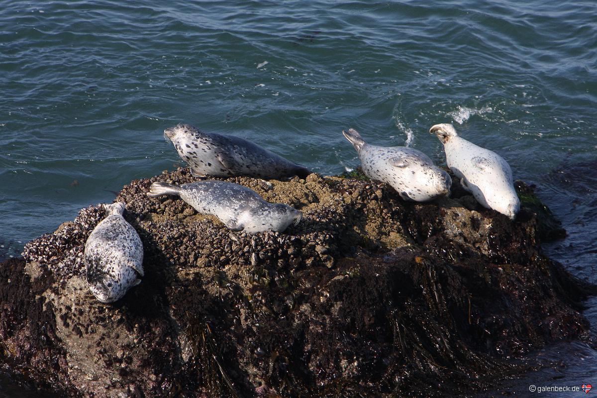 Grey Seals