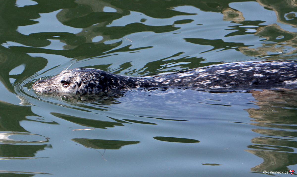 Grey Seal