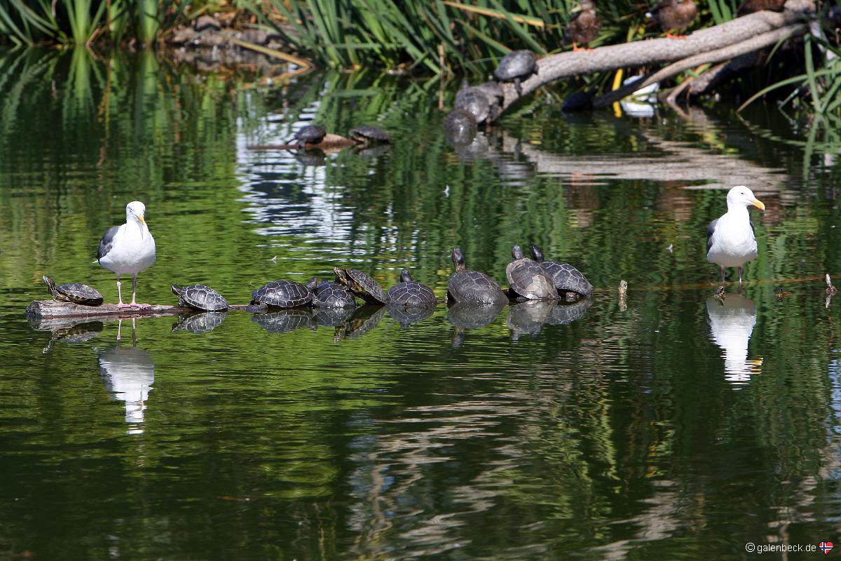 Stow Lake