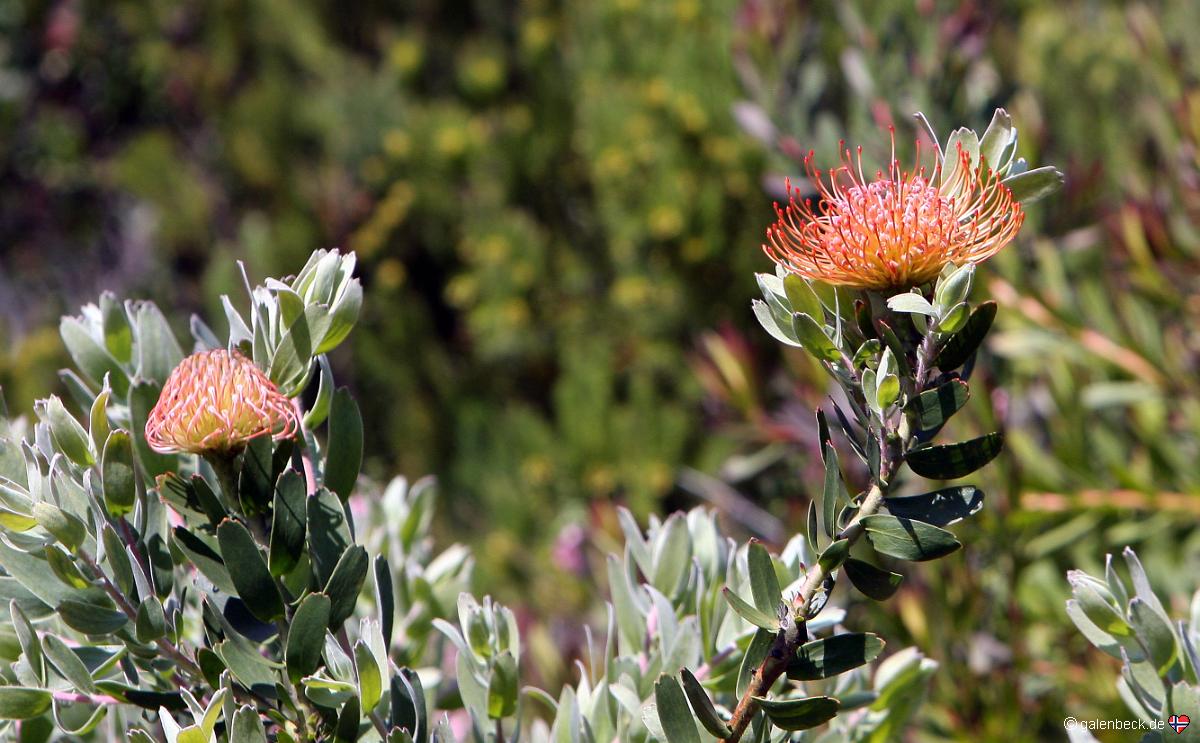 San Francisco Botanical Garden