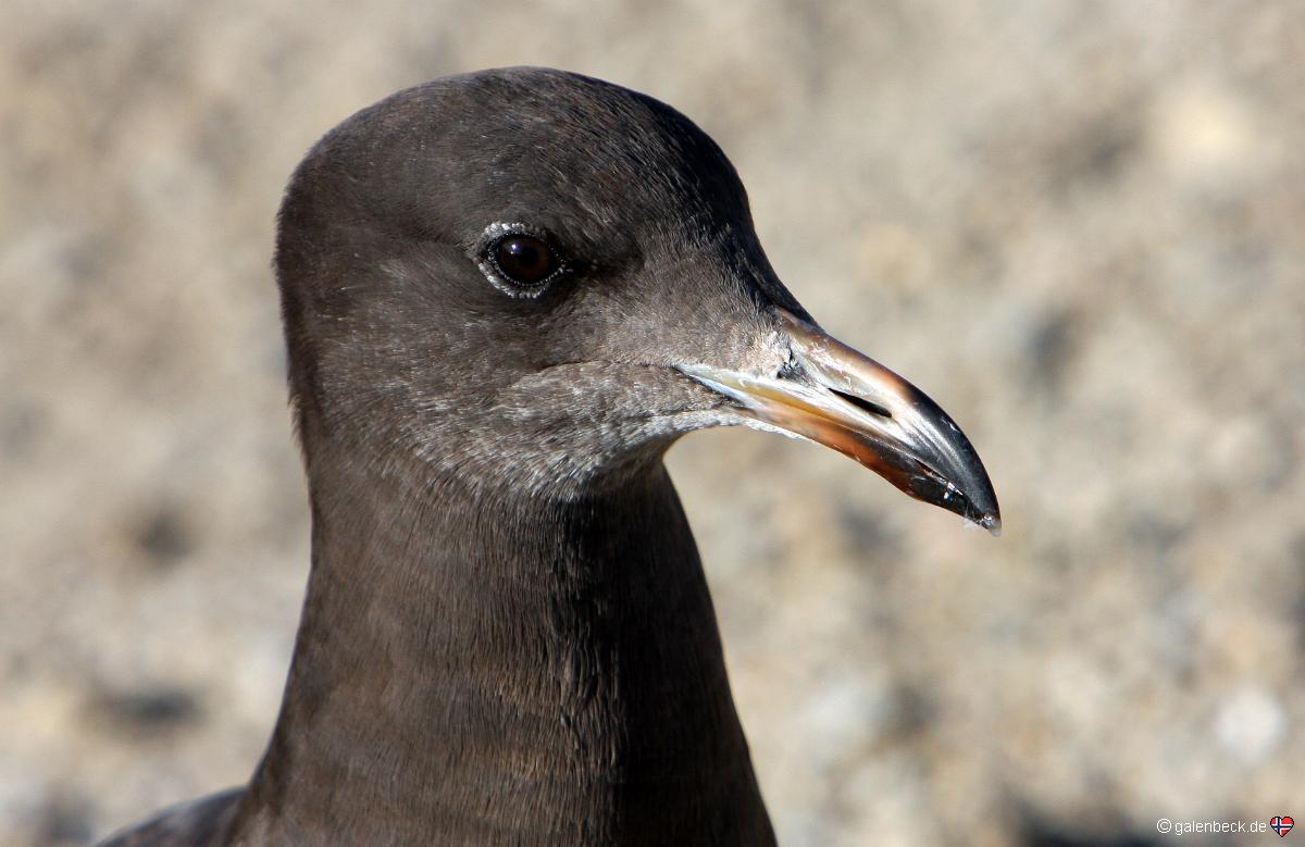 Heermann's Gull