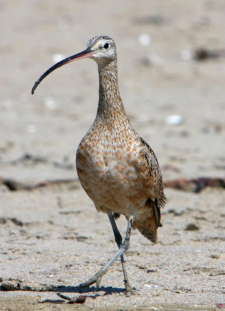 Long-billed Curlew