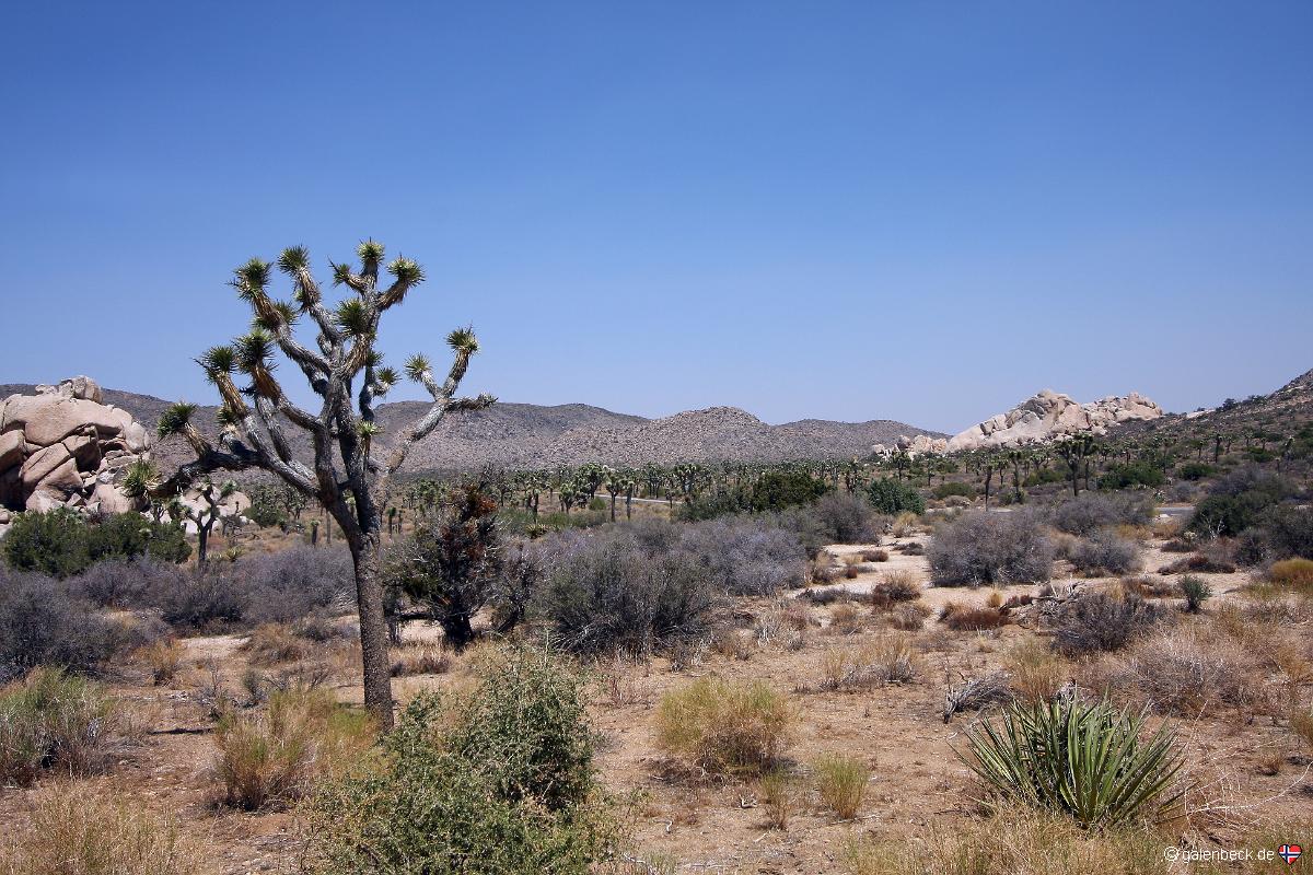 Joshua Tree National Park