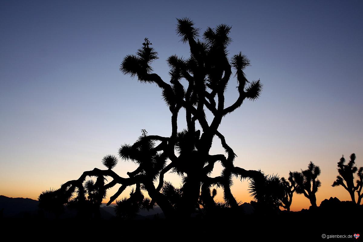 Joshua Tree