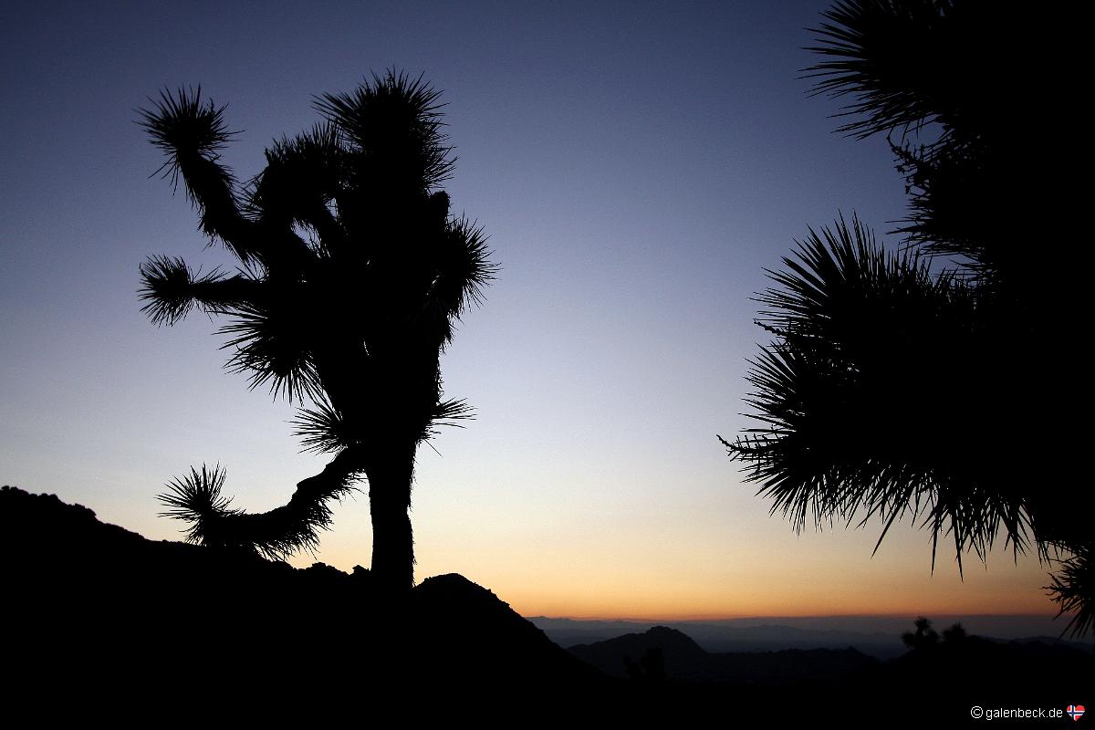Joshua Tree