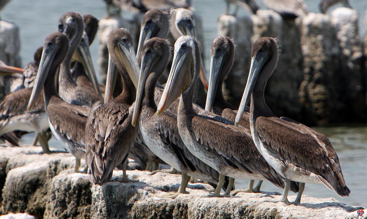 Salton Sea