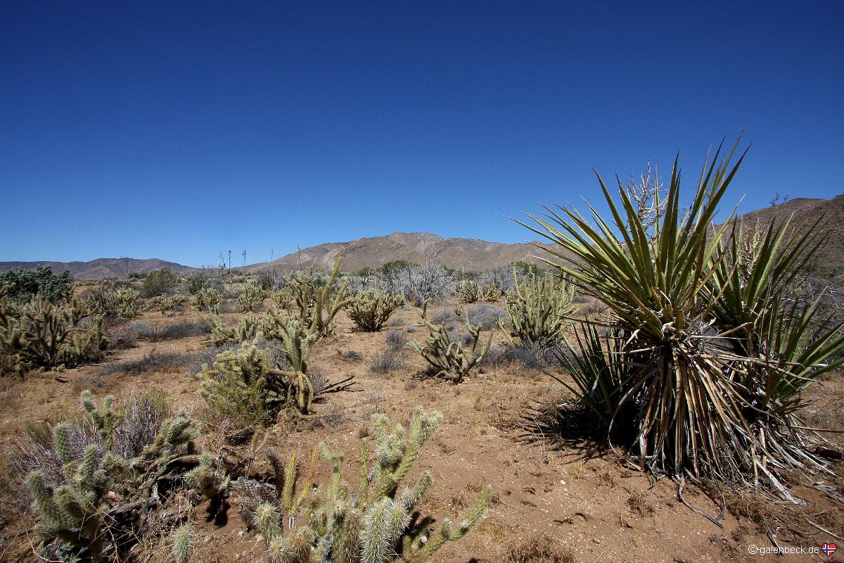 Anza Borrego Desert State Park