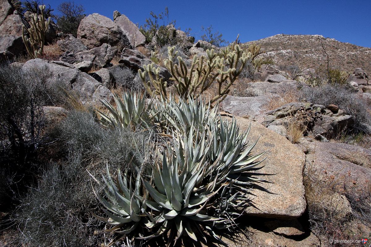 Anza Borrego Desert State Park