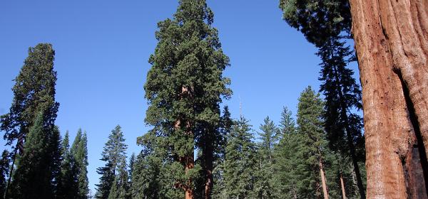 Sequoia National Park