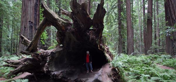 Humboldt Redwoods State Park