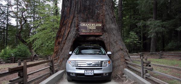Chandelier Tree
