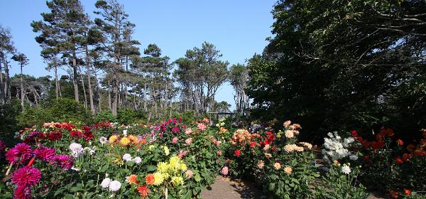 Mendocino Coast Botanical Gardens