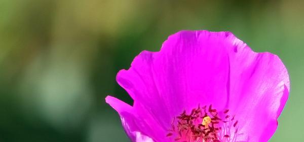 San Francisco Botanical Garden