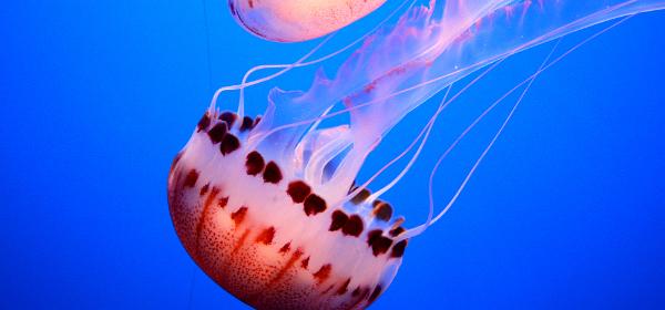 Monterey Bay Aquarium