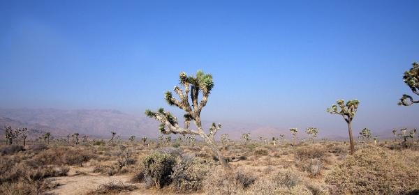 Joshua Tree National Park