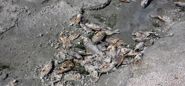 Salton Sea