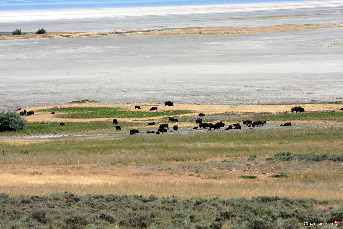 Antelope Island State Park