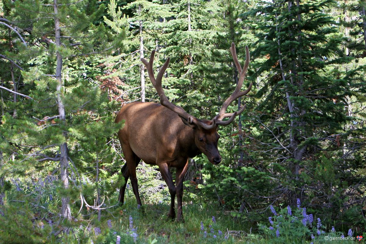 Yellowstone National Park
