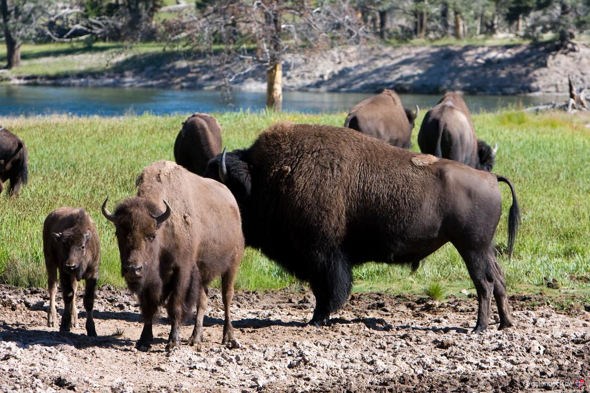 Yellowstone National Park