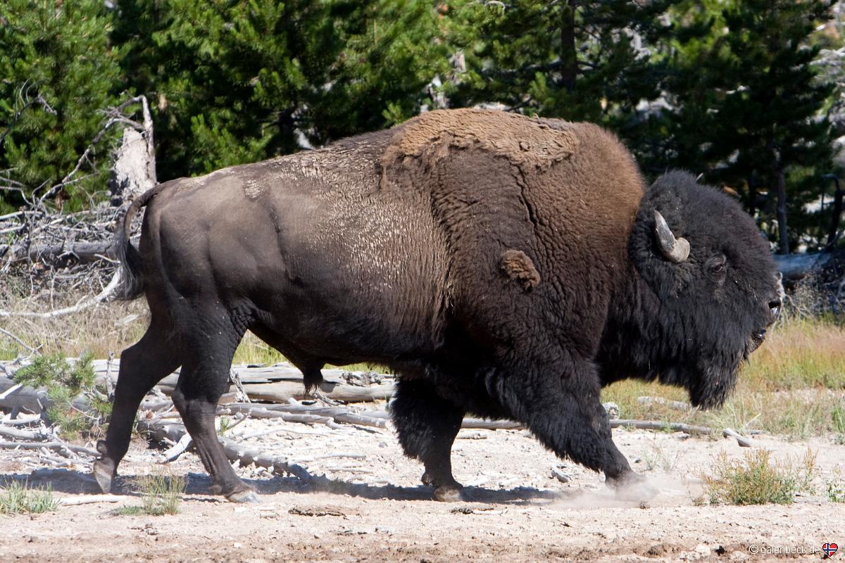 Yellowstone National Park