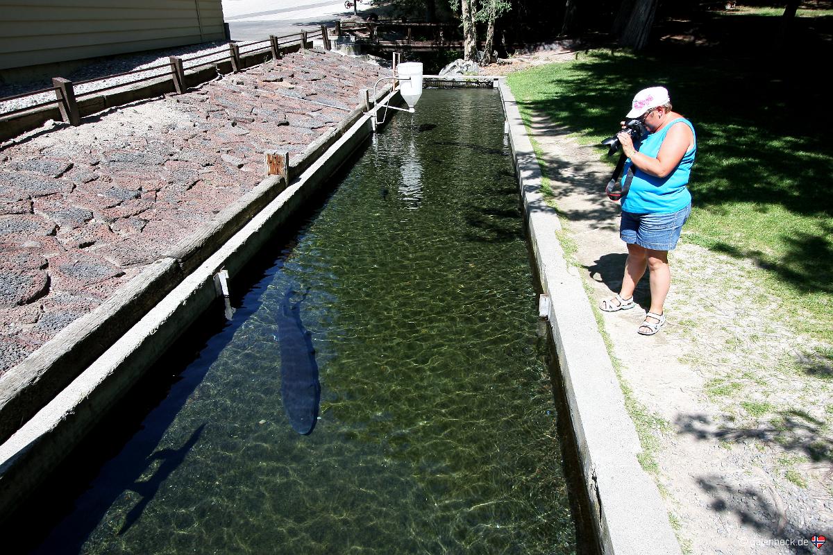 Hagerman National Fish Hatchery