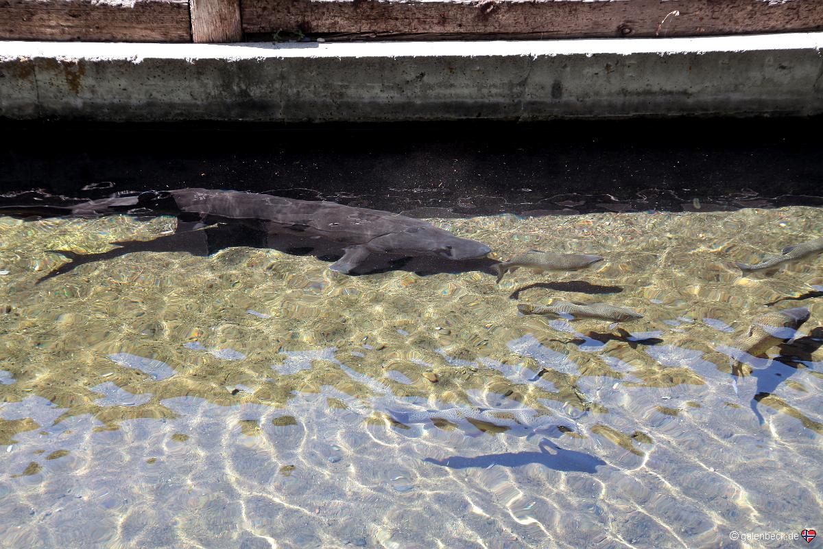 Hagerman National Fish Hatchery