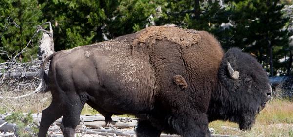 Yellowstone National Park