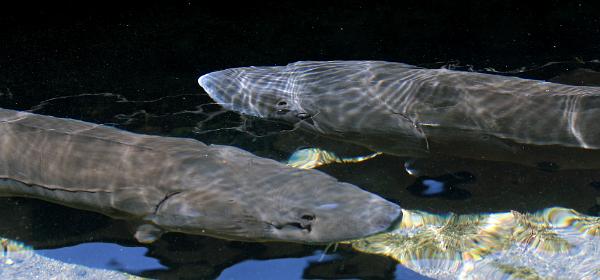 Hagerman National Fish Hatchery