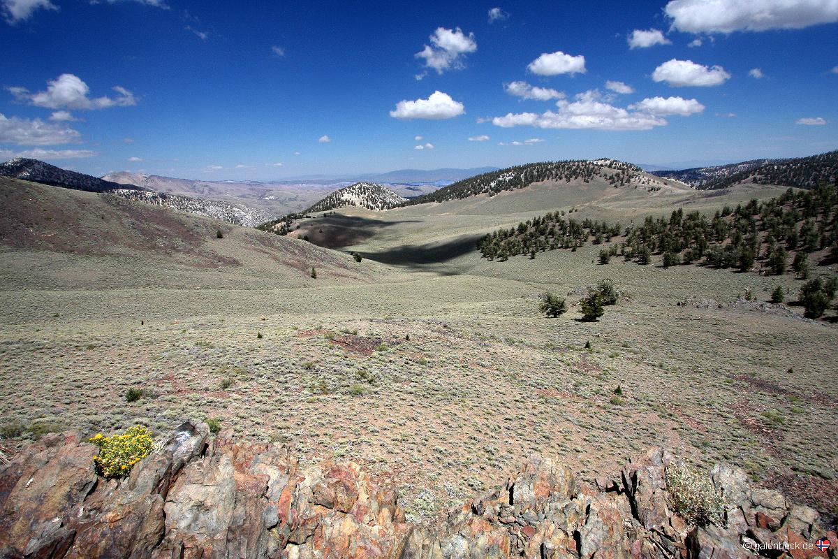 Bristlecone Pine Forest