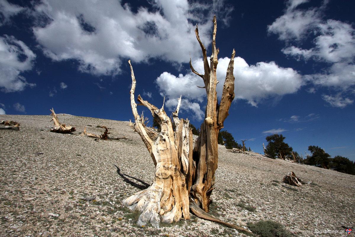 Bristlecone Pine Forest