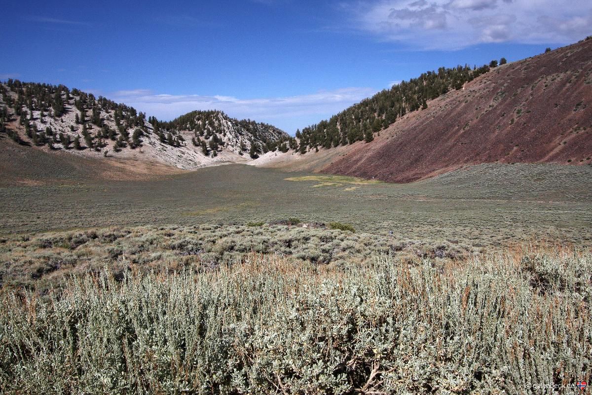 Bristlecone Pine Forest