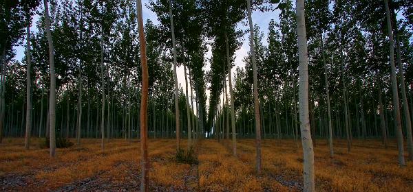 Collins Pacific Albus ®