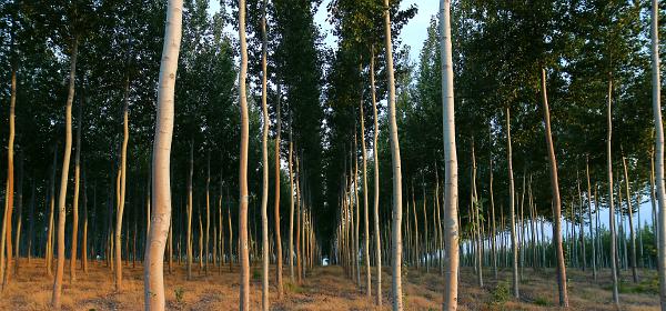 Collins Pacific Albus ®