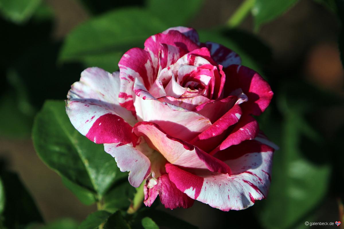 Portland Rose Gardens