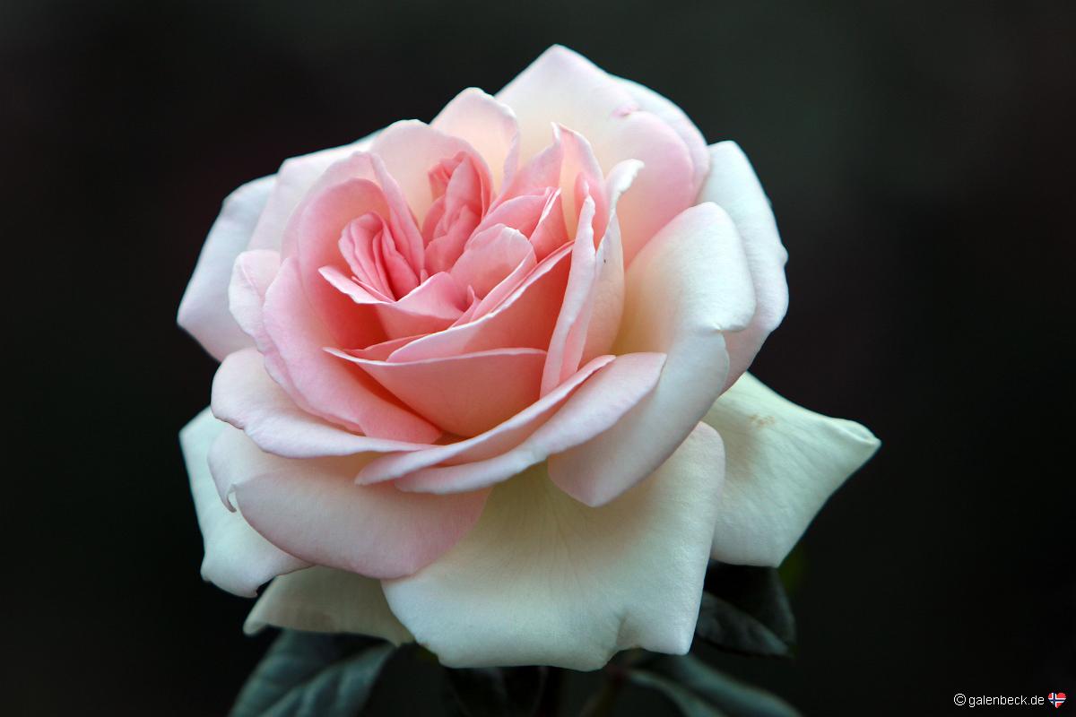 Portland Rose Gardens