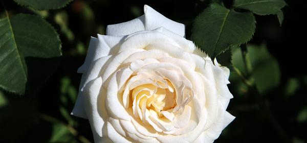 09