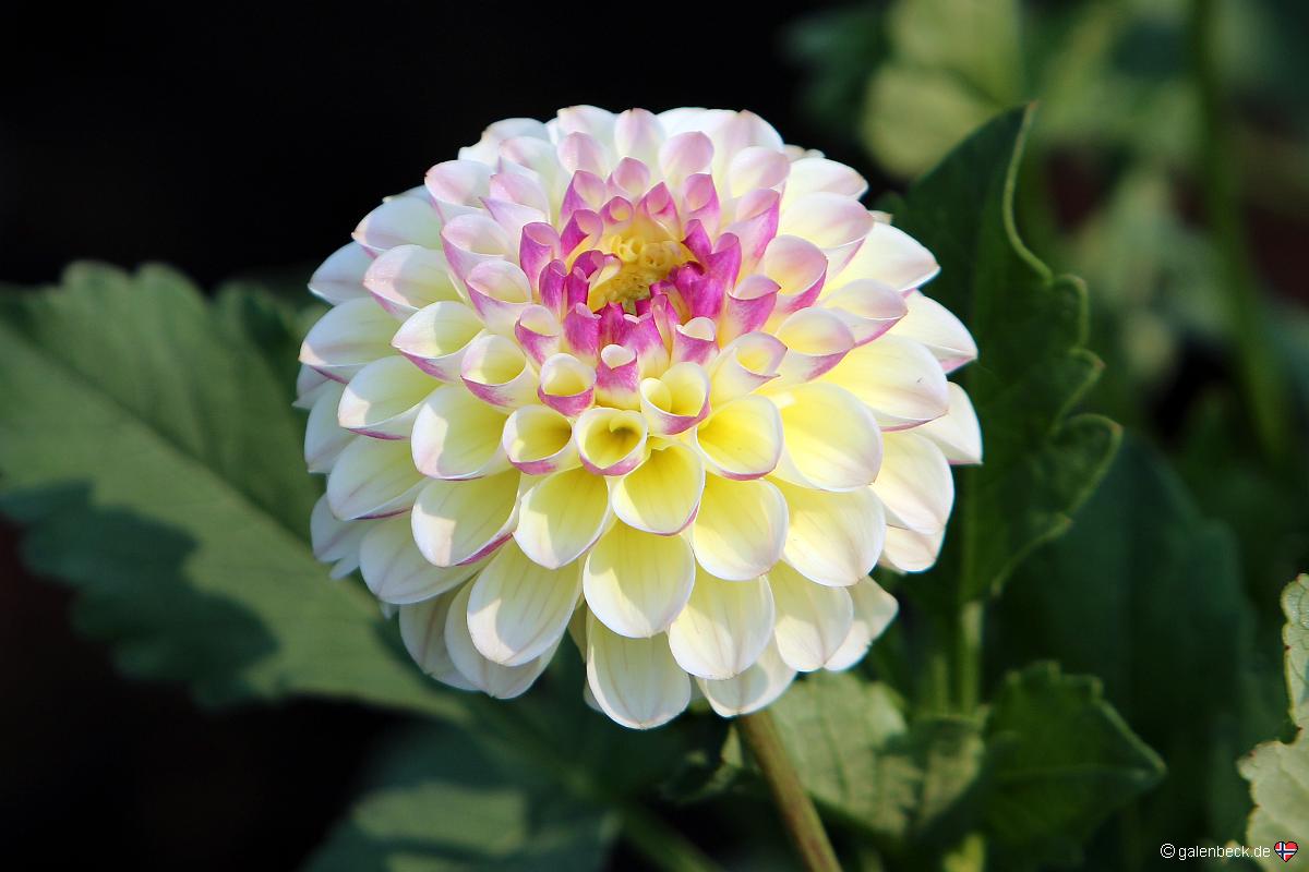 Swan Island Dahlias
