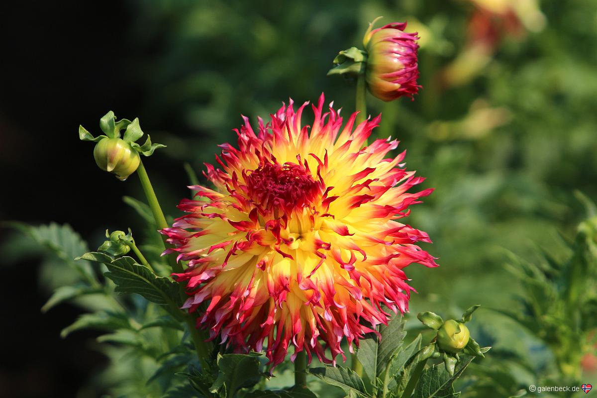 Swan Island Dahlias