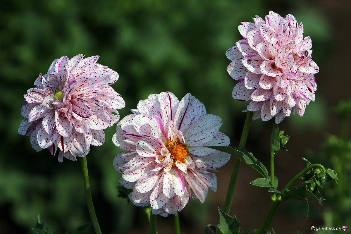 Swan Island Dahlias