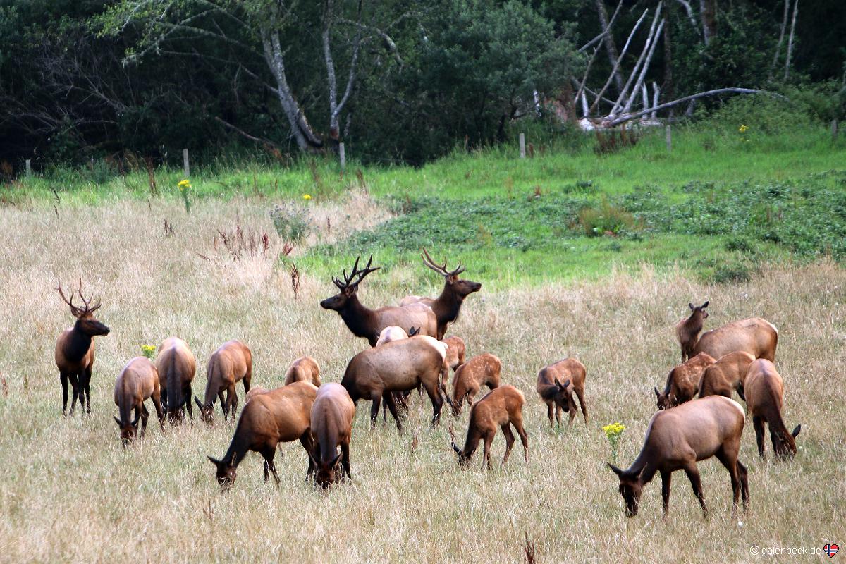 Elk Watching