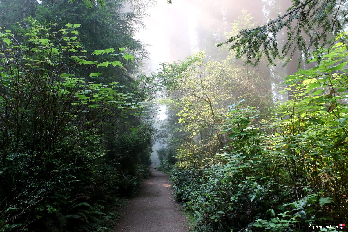 Redwood National Park