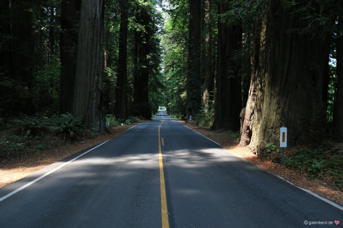 Ave of the Giants