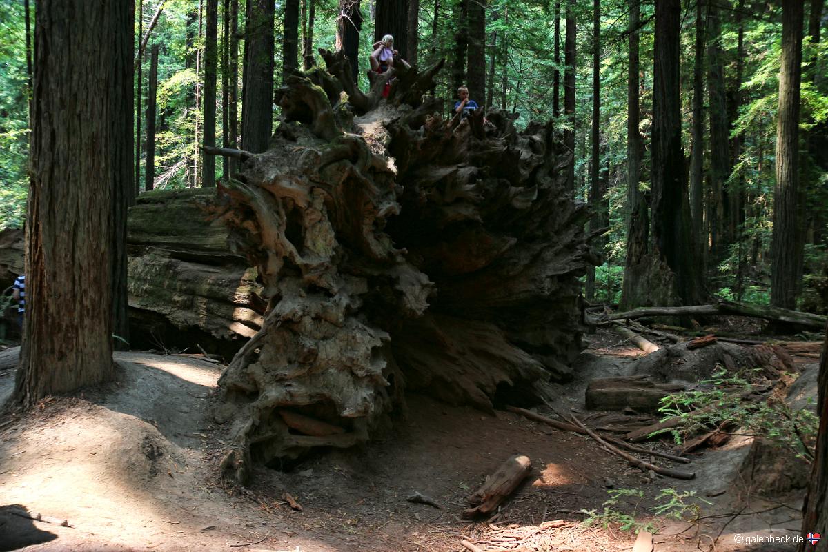 Ave of the Giants