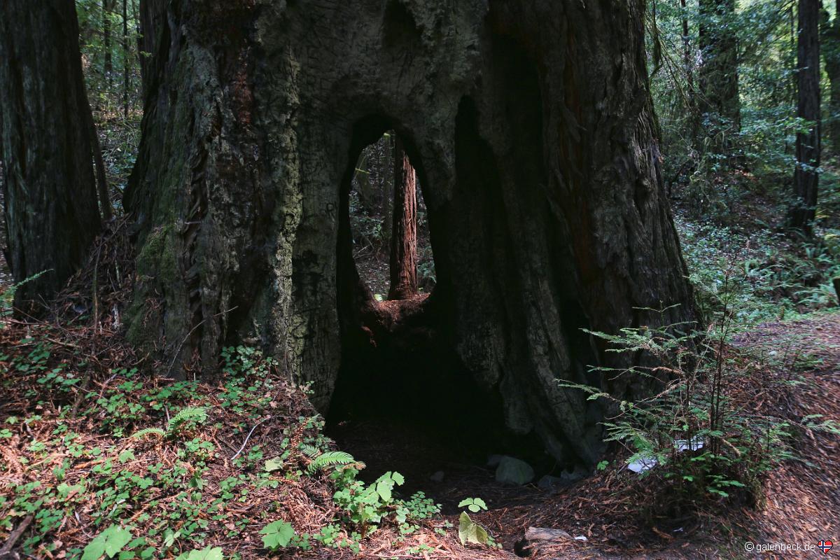 Ave of the Giants