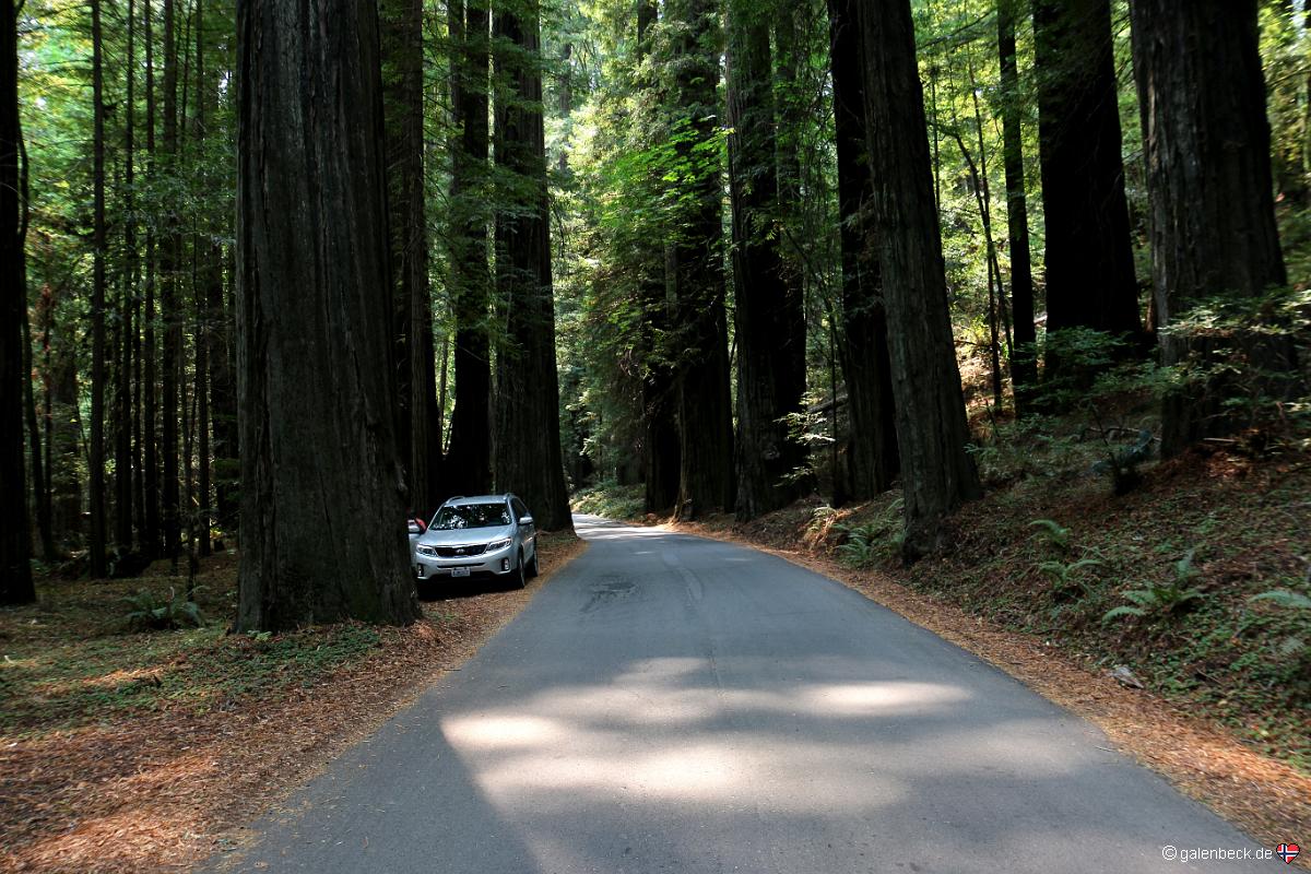 Ave of the Giants