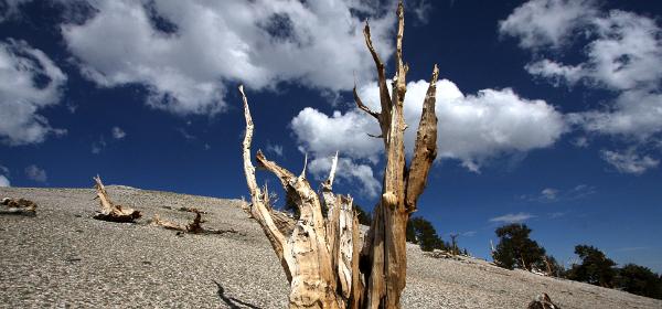 Bristlecone Pine Forest Patriarch Grove