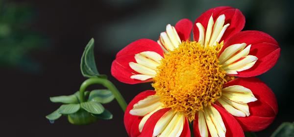 Swan Island Dahlias